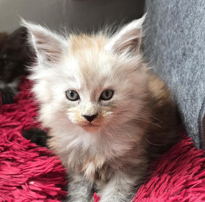 B-5 DU MAINE SAUVAGE Mâle Maine coon