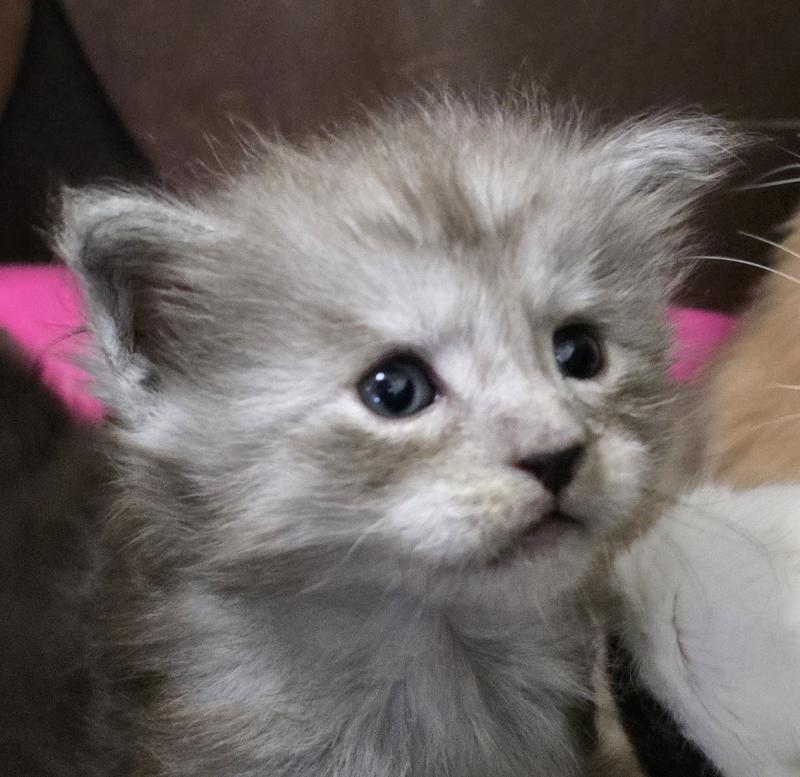 BELLA DU MAINE SAUVAGE Femelle Maine coon
