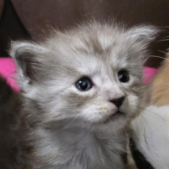 B-1 DU MAINE SAUVAGE Mâle Maine coon
