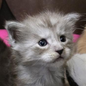 chaton Maine coon black smoke BELLA CHATTERIE DU MAINE SAUVAGE