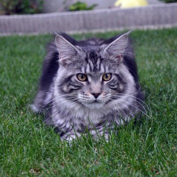 chat Maine coon Nelson Chatterie du Maine sauvage