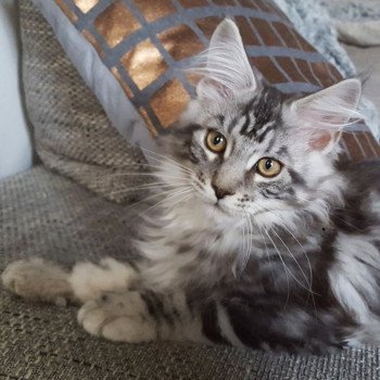 chat Maine coon black silver blotched tabby Nelson Chatterie du Maine sauvage