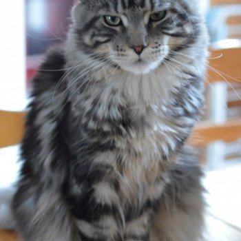chat Maine coon black silver blotched tabby Nelson Chatterie du Maine sauvage