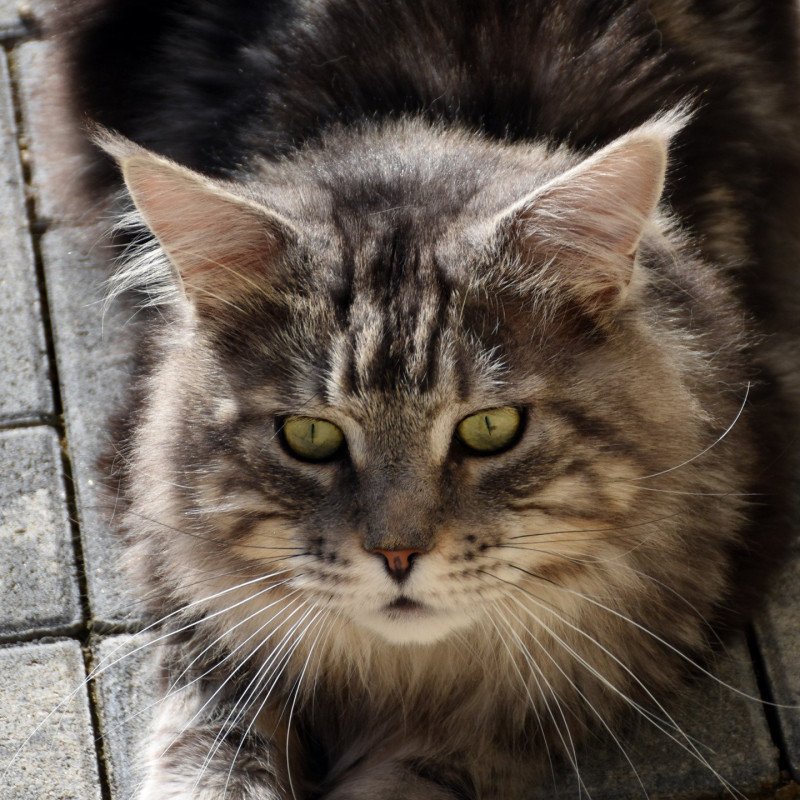 NELSON DE LA GROSSE TOUR Mâle Maine coon