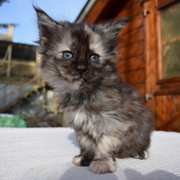 chat Maine coon black tortie PAGGADIX Chatterie du Maine sauvage