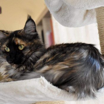 chat Maine coon black tortie PAGGADIX Chatterie du Maine sauvage