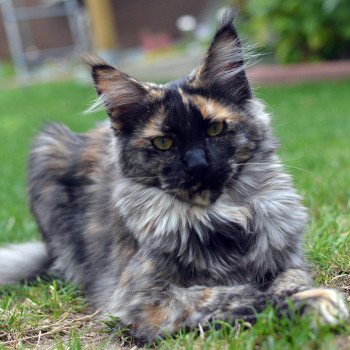 chat Maine coon black tortie PAGGADIX Chatterie du Maine sauvage