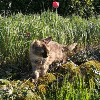 chat Maine coon black tortie PAGGADIX Chatterie du Maine sauvage