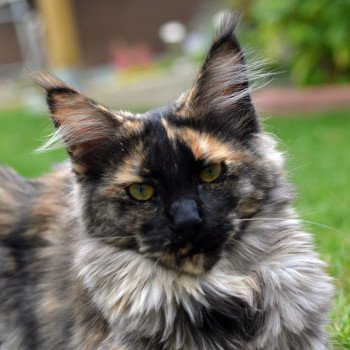 chat Maine coon black tortie PAGGADIX Chatterie du Maine sauvage