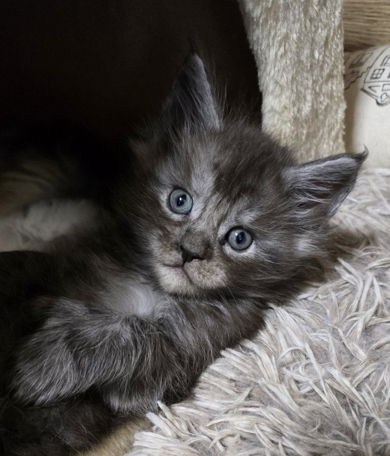 A-3 DU MAINE SAUVAGE Mâle Maine coon polydactyle