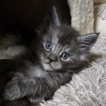 chaton Maine coon polydactyle black smoke A-3 CHATTERIE DU MAINE SAUVAGE