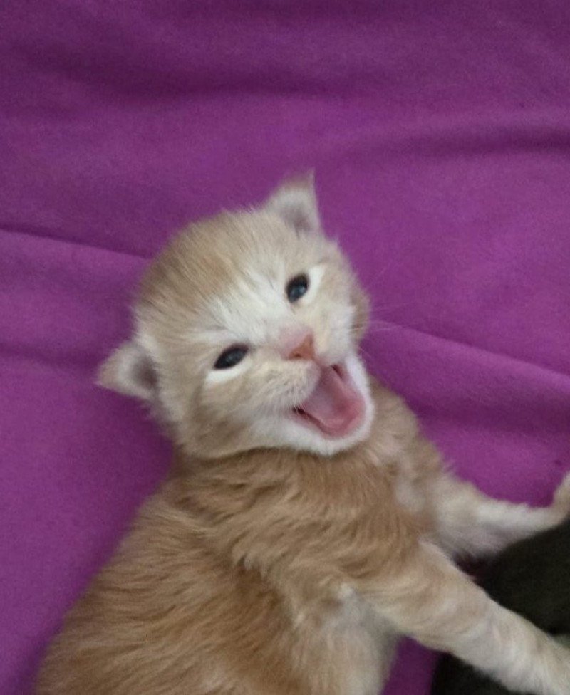 AJAX DU MAINE SAUVAGE Mâle Maine coon polydactyle