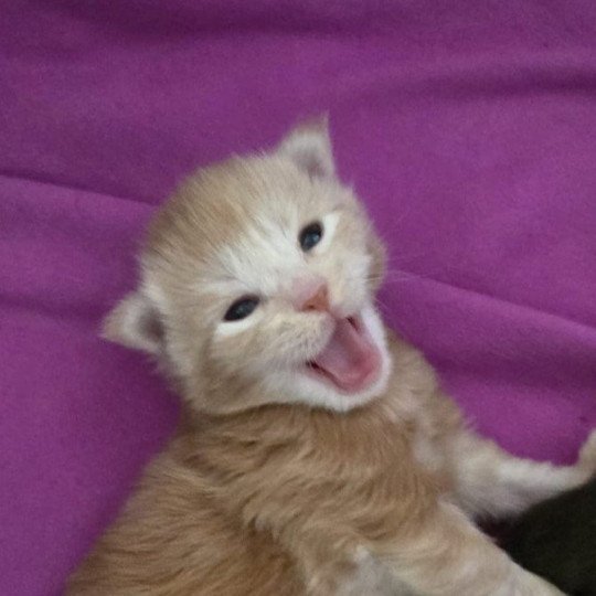 AJAX DU MAINE SAUVAGE Mâle Maine coon polydactyle