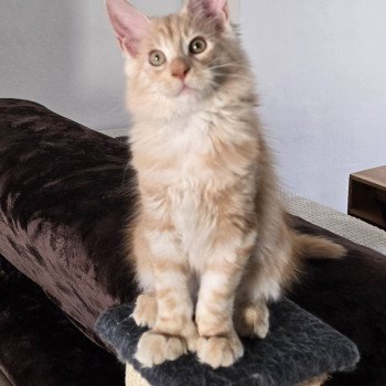 chaton Maine coon polydactyle red smoke AJAX CHATTERIE DU MAINE SAUVAGE