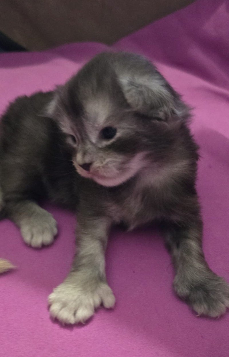 A-5 SAKURA DU MAINE SAUVAGE Mâle Maine coon polydactyle