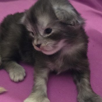 chaton Maine coon polydactyle black smoke A-5 SAKURA CHATTERIE DU MAINE SAUVAGE