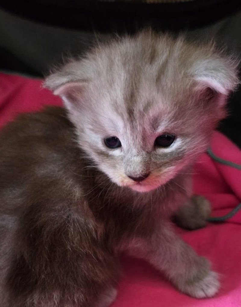APPY DU MAINE SAUVAGE Femelle Maine coon polydactyle