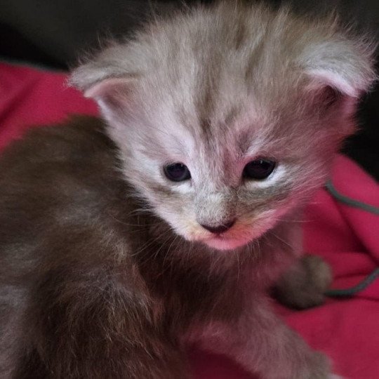 APPY DU MAINE SAUVAGE Femelle Maine coon polydactyle