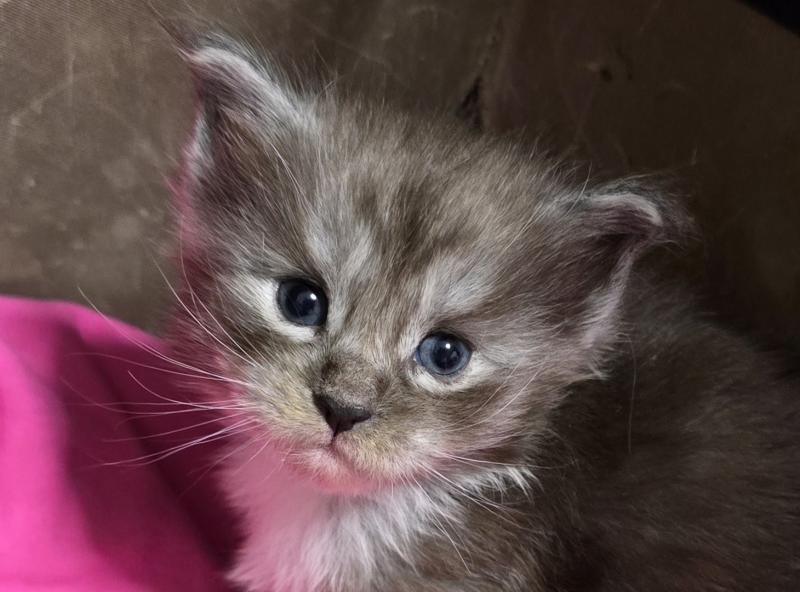 B-1 DU MAINE SAUVAGE Mâle Maine coon polydactyle