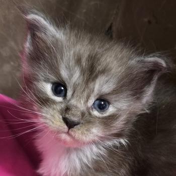 chaton Maine coon polydactyle black & blanc B-1 CHATTERIE DU MAINE SAUVAGE