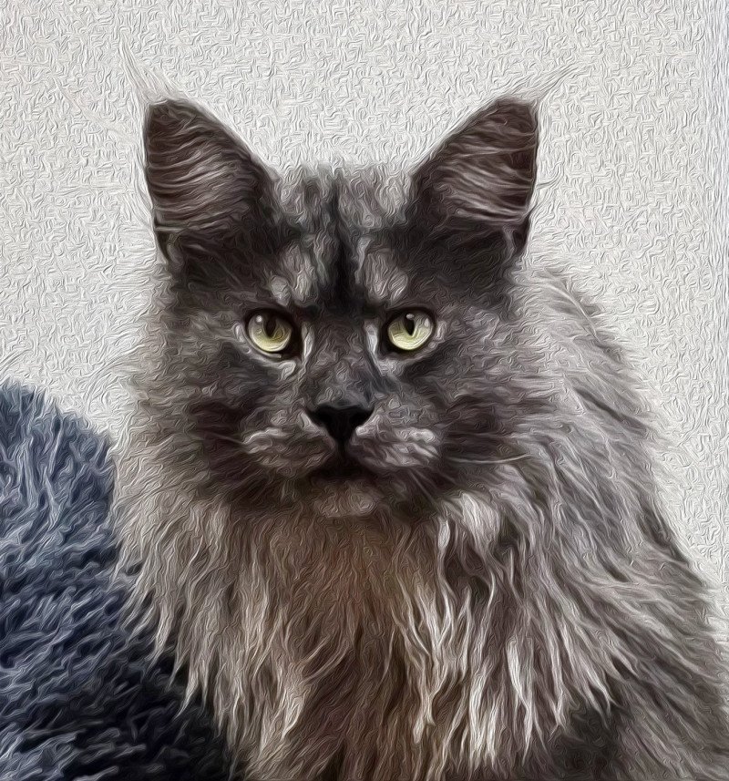 UPSO DES M COONS Mâle Maine coon polydactyle