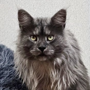 UPSO DES M COONS Mâle Maine coon polydactyle