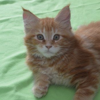 chaton Maine coon red blotched tabby RAOUL Chatterie du Maine sauvage