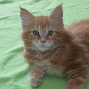 chaton Maine coon red blotched tabby RAOUL Chatterie du Maine sauvage chaton Maine coon red blotched tabby RAOUL Chatterie du Maine sauvage