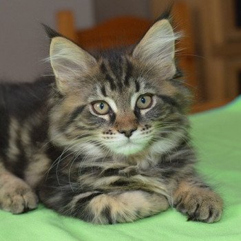 chaton Maine coon brown blotched tabby REBELLE Chatterie du Maine sauvage