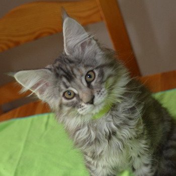 chaton Maine coon black tortie silver mackerel tabby RILEY Chatterie du Maine sauvage