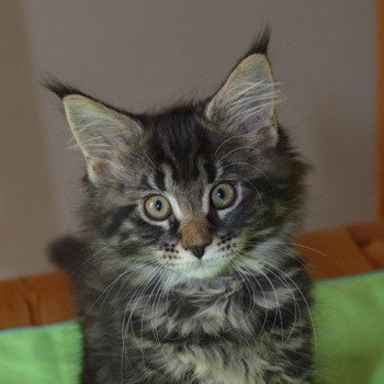 chaton Maine coon brown blotched tabby RITA Chatterie du Maine sauvage