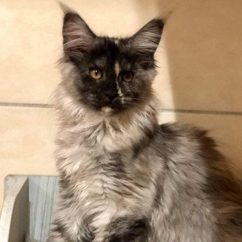 chat Maine coon black tortie RITOURNELLE Chatterie du Maine sauvage