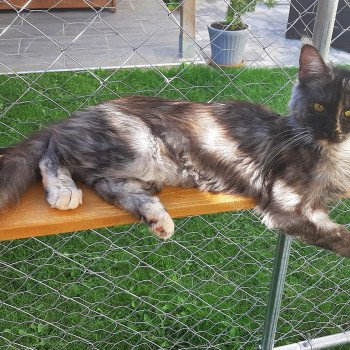 chat Maine coon black tortie RITOURNELLE Chatterie du Maine sauvage