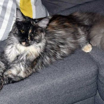 chat Maine coon black tortie RITOURNELLE Chatterie du Maine sauvage