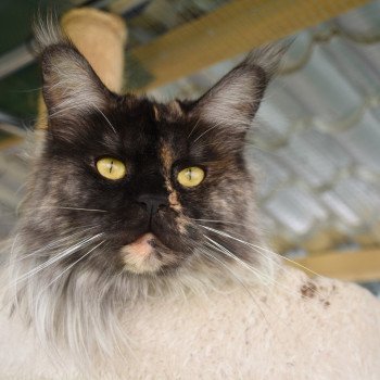 chat Maine coon black tortie RITOURNELLE Chatterie du Maine sauvage