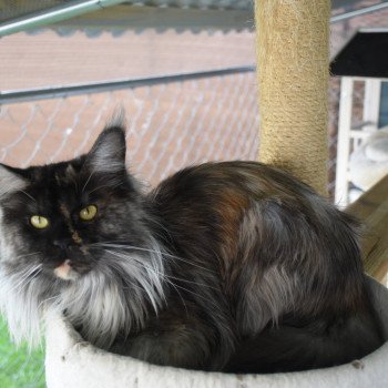 chat Maine coon black tortie RITOURNELLE Chatterie du Maine sauvage