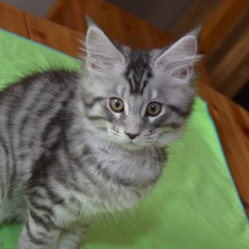 chaton Maine coon black silver mackerel tabby ROXY Chatterie du Maine sauvage