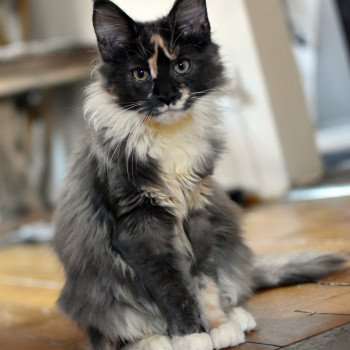 chat Maine coon blue tortie bicolor SAKURA Chatterie du Maine sauvage