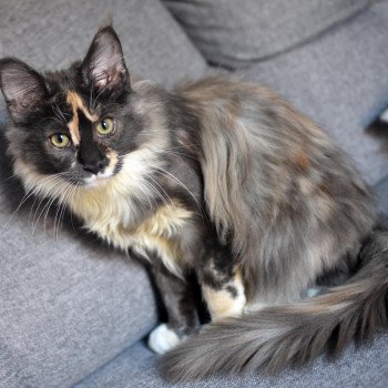 chat Maine coon blue tortie bicolor SAKURA Chatterie du Maine sauvage