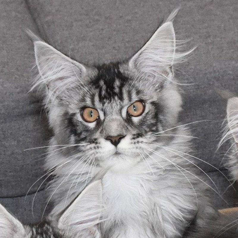 SATTY Maine sauvage Mâle Maine coon