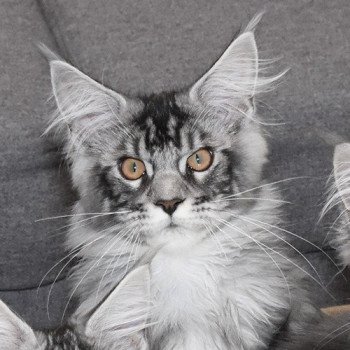 chaton Maine coon black silver blotched tabby SATTY Chatterie du Maine sauvage