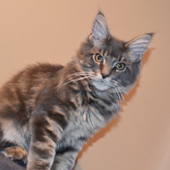 chaton Maine coon blue blotched tabby SCHOOL Chatterie du Maine sauvage