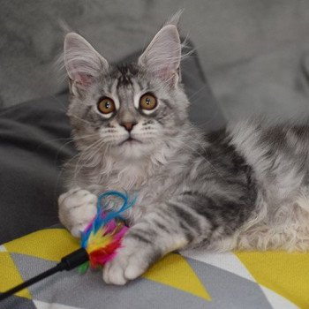chaton Maine coon black silver blotched tabby SYA Chatterie du Maine sauvage