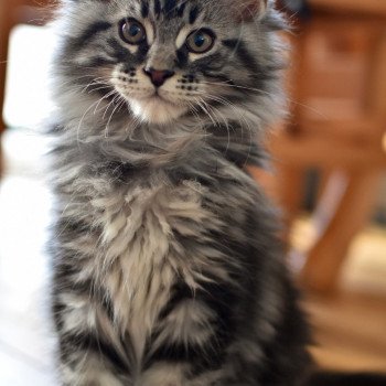 chat Maine coon SYSKO Chatterie du Maine sauvage chat Maine coon SYSKO Chatterie du Maine sauvage