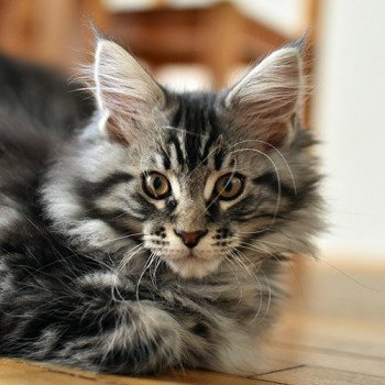 chat Maine coon SYSKO Chatterie du Maine sauvage chat Maine coon SYSKO Chatterie du Maine sauvage
