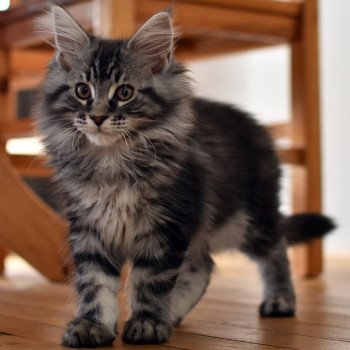 chat Maine coon SYSKO Chatterie du Maine sauvage chat Maine coon SYSKO Chatterie du Maine sauvage