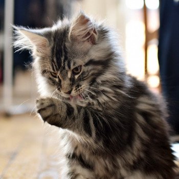 chat Maine coon SYSKO Chatterie du Maine sauvage chat Maine coon SYSKO Chatterie du Maine sauvage