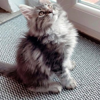 chat Maine coon SYSKO Chatterie du Maine sauvage chat Maine coon SYSKO Chatterie du Maine sauvage