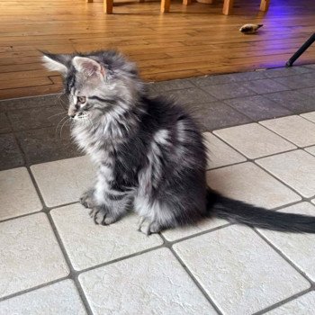 chat Maine coon SYSKO Chatterie du Maine sauvage chat Maine coon SYSKO Chatterie du Maine sauvage