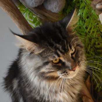 chat Maine coon SYSKO Chatterie du Maine sauvage chat Maine coon SYSKO Chatterie du Maine sauvage